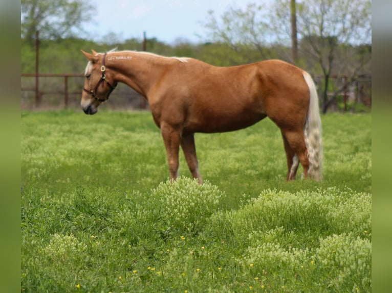 Mustang (amerikansk) Sto 7 år 147 cm Palomino in sTEPHENVILLE tx