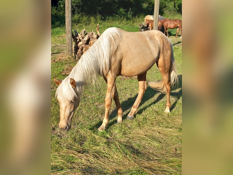 Mustang (amerikansk) Valack 2 år 150 cm in Schwäbisch Hall