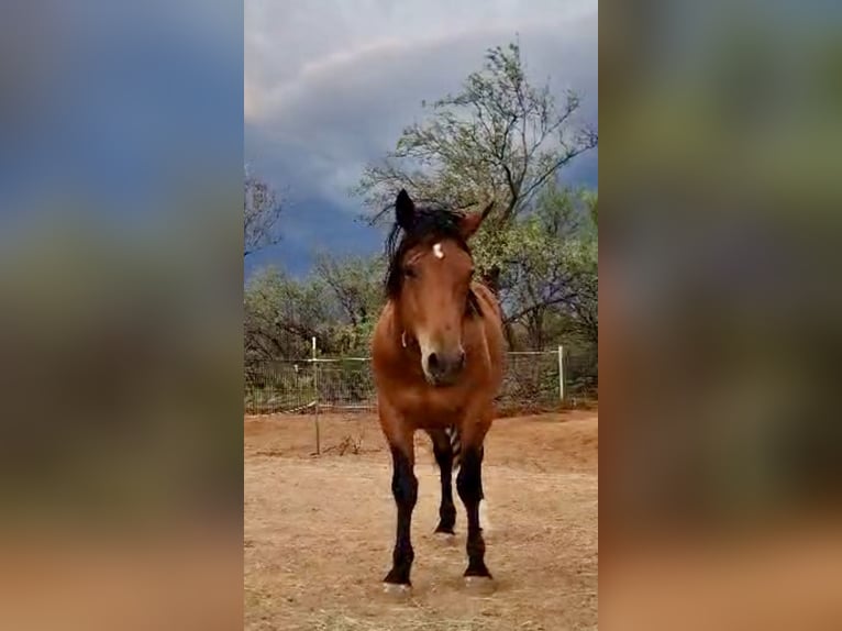 Mustang (amerikansk) Valack 5 år 152 cm Brun in Sierra Vista, Arizona