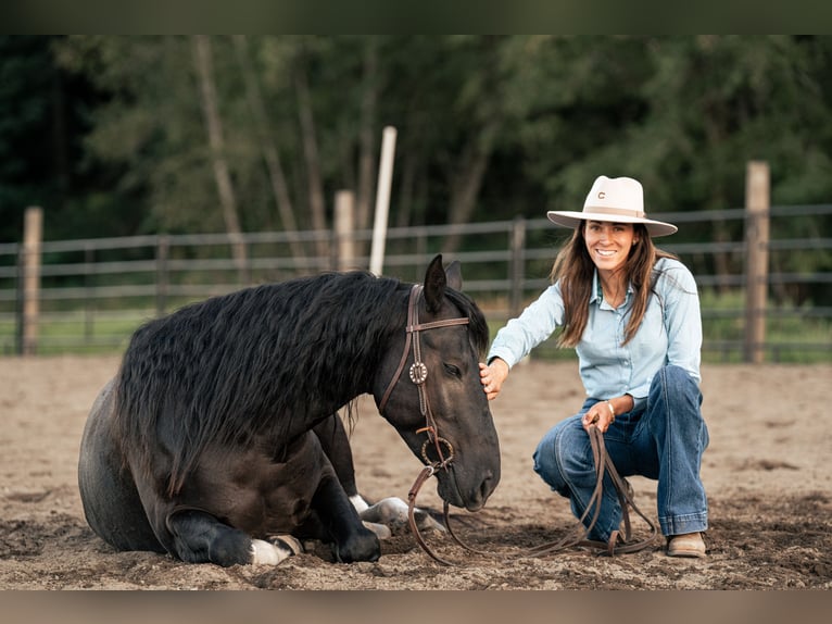 Mustang (amerikansk) Valack 6 år 147 cm Svart in Weatherford, TX