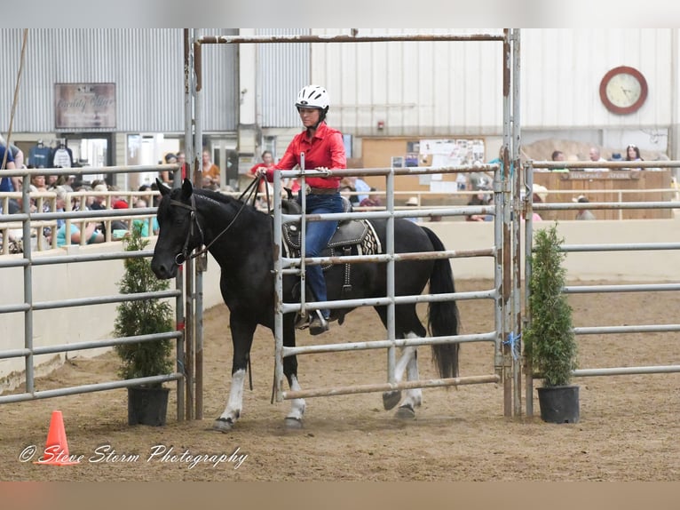 Mustang (amerikansk) Valack 6 år 147 cm Svart in Weatherford, TX