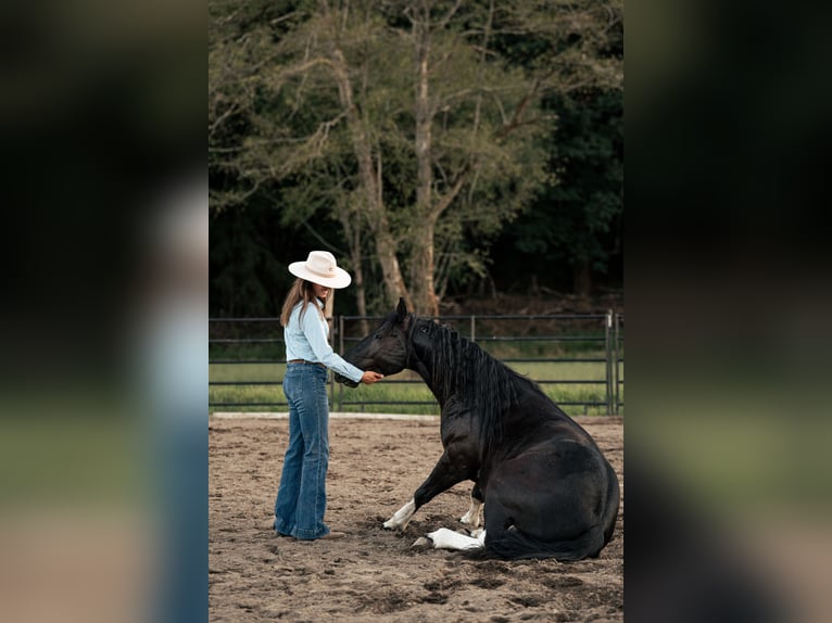 Mustang (amerikansk) Valack 6 år 147 cm Svart in Weatherford, TX