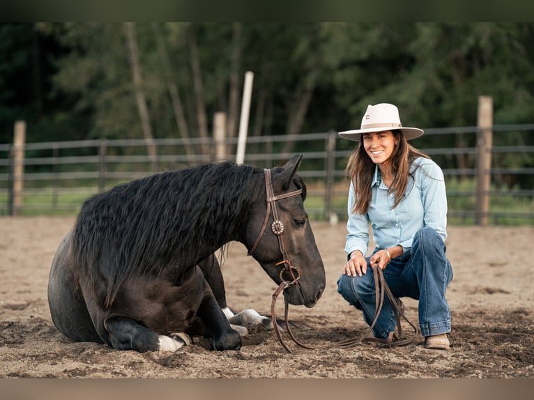 Mustang (amerikansk) Valack 6 år 147 cm Svart in Weatherford, TX