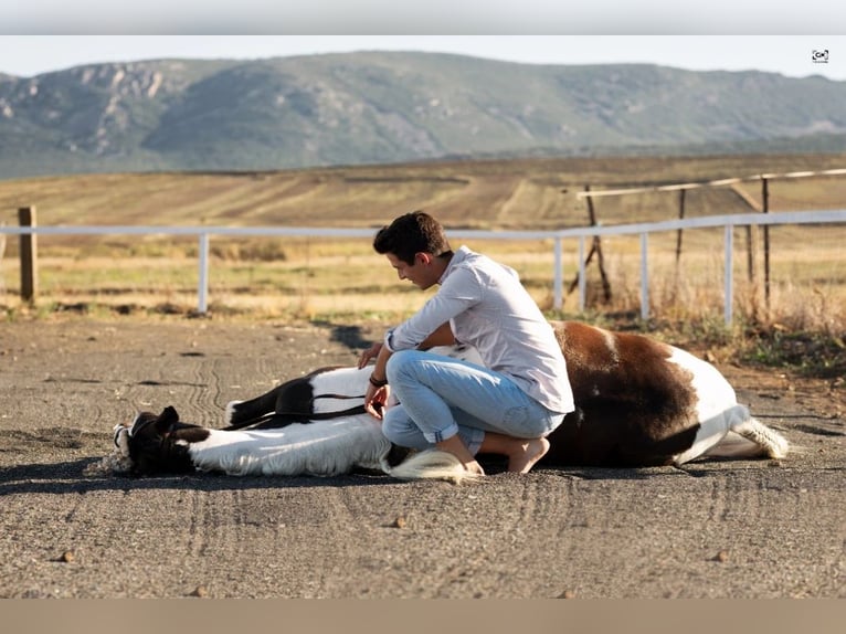 Mustang (canadees) Mix Hengst 7 Jaar 158 cm Gevlekt-paard in Puertollano