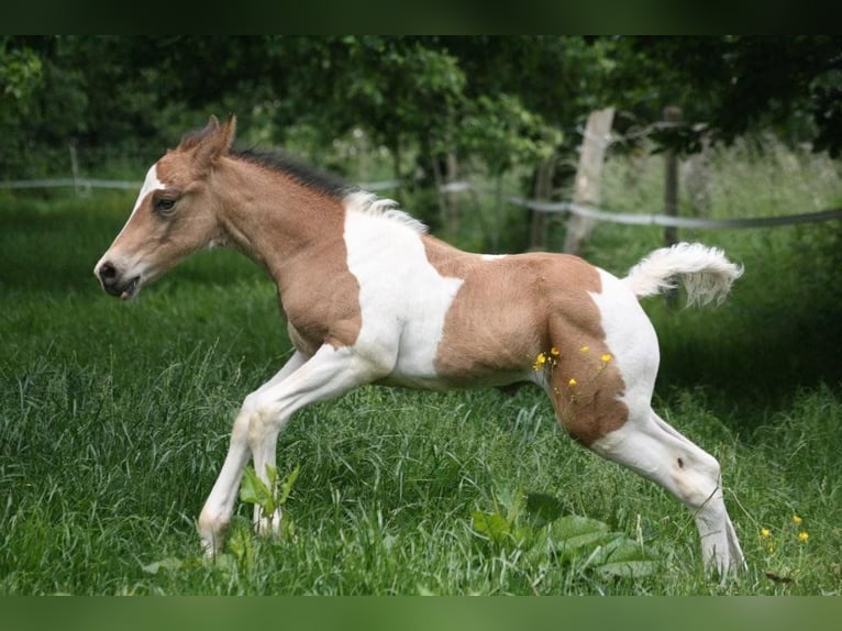 Mustang (canadees) Hengst Tobiano-alle-kleuren in Zürbach