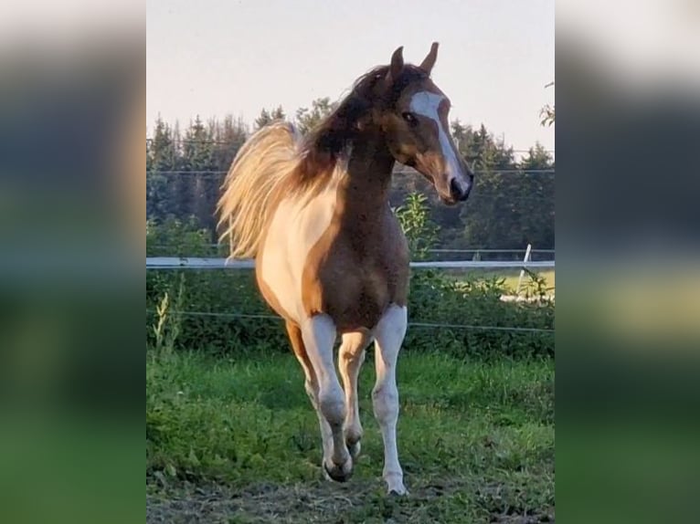 Mustang (canadees) Hengst Tobiano-alle-kleuren in Zürbach