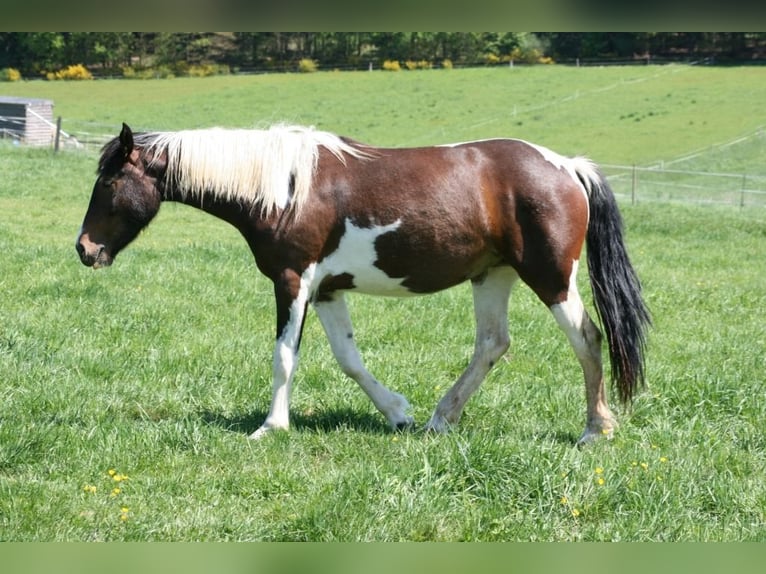 Mustang (canadees) Merrie 12 Jaar 147 cm Tobiano-alle-kleuren in Z&#xFC;rbach