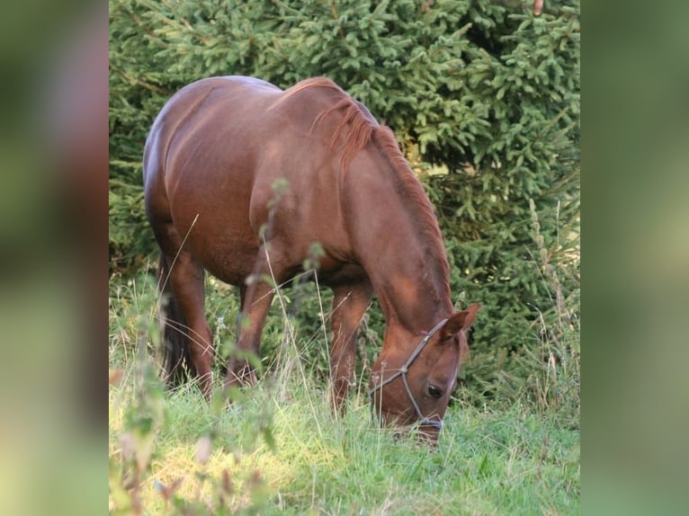 Mustang (canadees) Merrie 12 Jaar 153 cm Donkere-vos in Z&#xFC;rbach