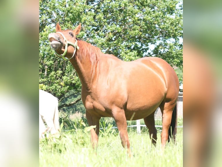 Mustang (canadees) Merrie 12 Jaar 153 cm Donkere-vos in Z&#xFC;rbach