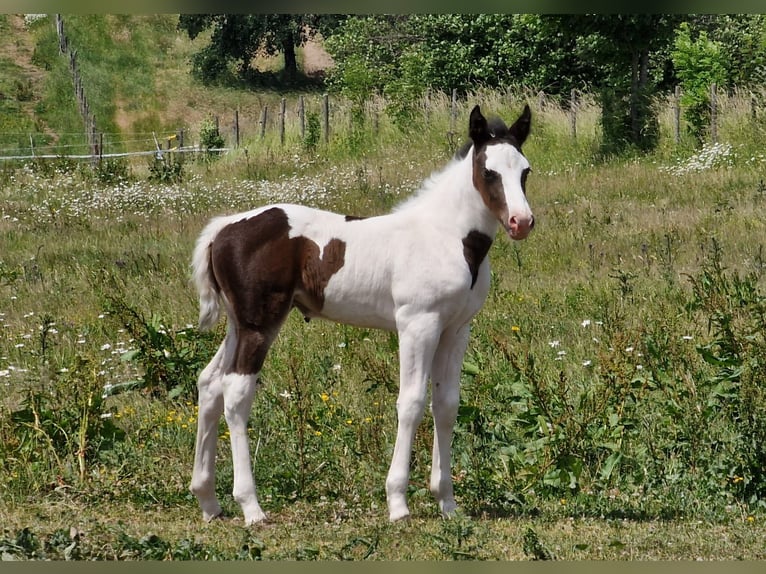 Mustang (canadees) Merrie 1 Jaar 154 cm Gevlekt-paard in Maxsain