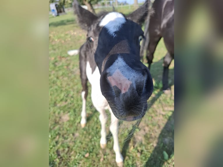 Mustang (canadees) Merrie 1 Jaar 155 cm Gevlekt-paard in Kupferzell