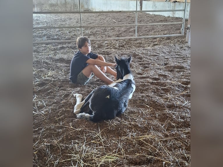 Mustang (canadees) Merrie 1 Jaar 155 cm Gevlekt-paard in Kupferzell