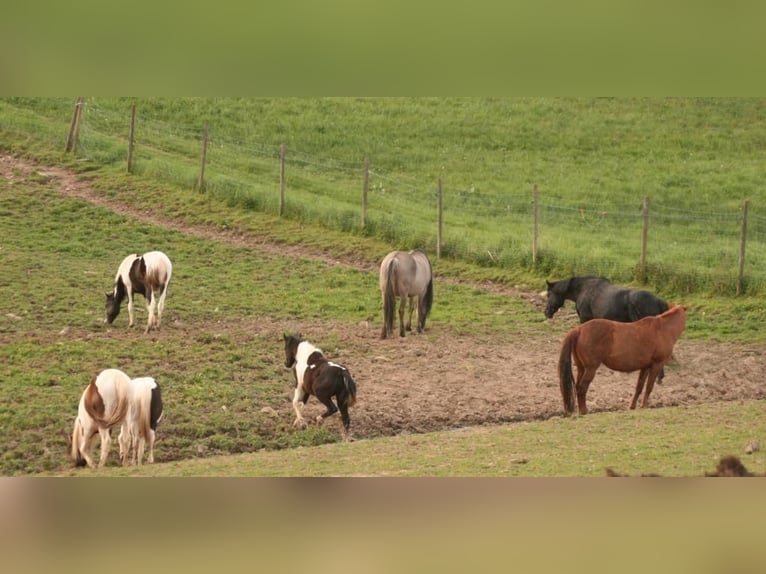 Mustang (canadees) Merrie 1 Jaar 155 cm Tobiano-alle-kleuren in Maxsain