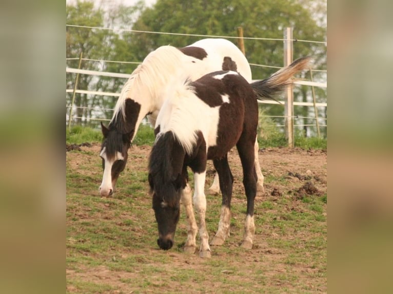 Mustang (canadees) Merrie 1 Jaar 155 cm Tobiano-alle-kleuren in Maxsain