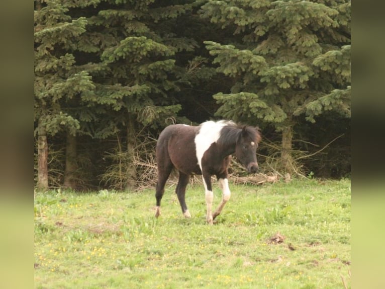 Mustang (canadees) Merrie 1 Jaar 155 cm Tobiano-alle-kleuren in Maxsain