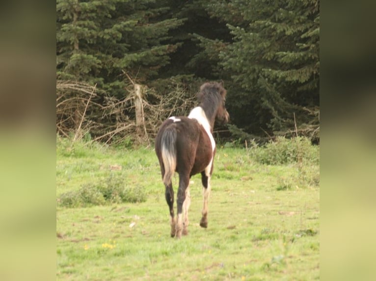 Mustang (canadees) Merrie 1 Jaar 155 cm Tobiano-alle-kleuren in Maxsain