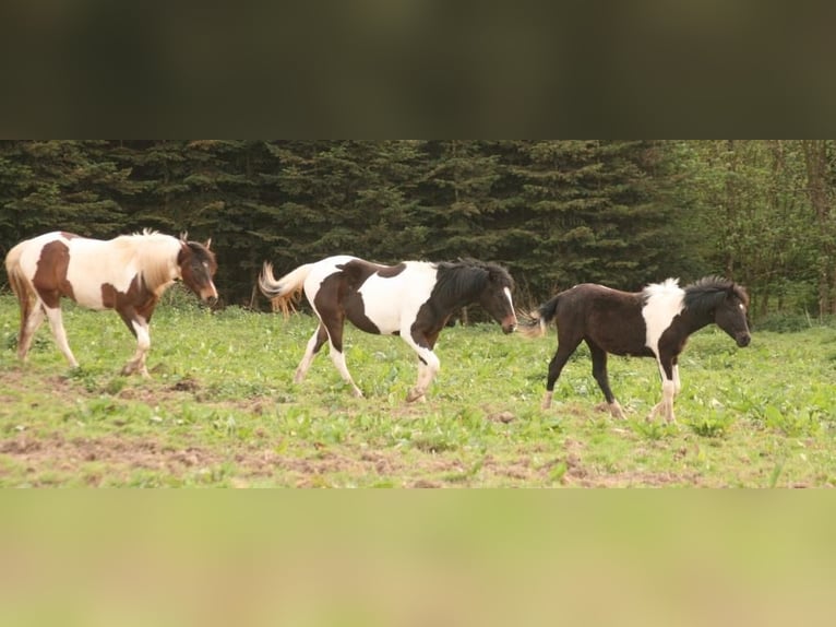 Mustang (canadees) Merrie 1 Jaar 155 cm Tobiano-alle-kleuren in Maxsain