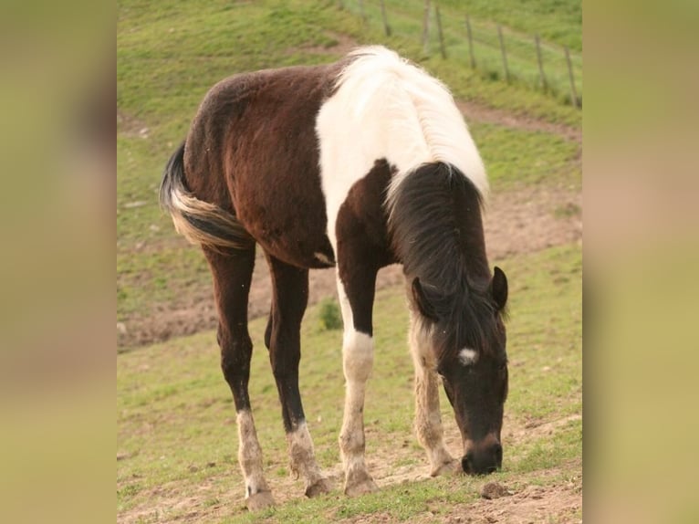 Mustang (canadees) Merrie 1 Jaar 155 cm Tobiano-alle-kleuren in Maxsain