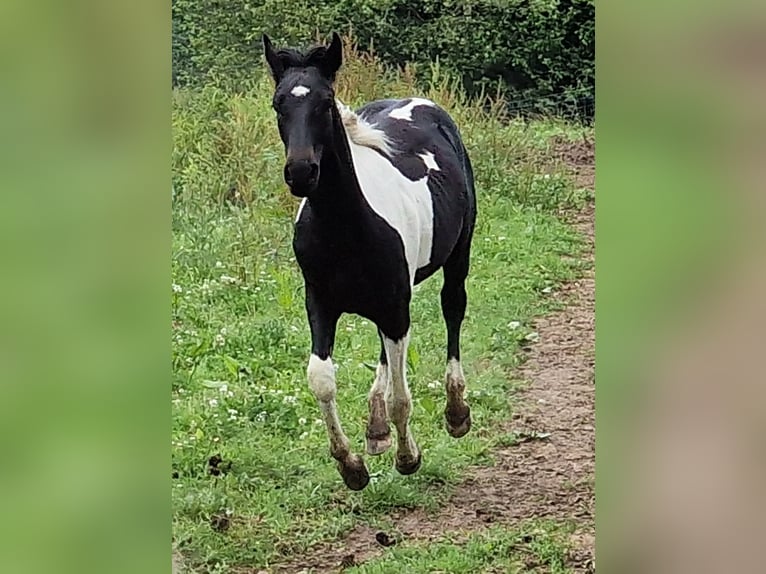 Mustang (canadees) Merrie 1 Jaar 155 cm Tobiano-alle-kleuren in Maxsain