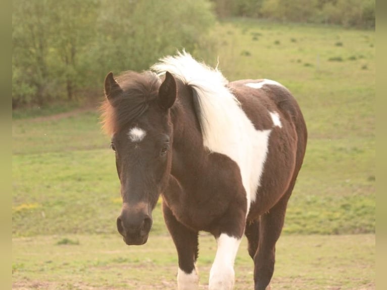 Mustang (canadees) Merrie 1 Jaar 155 cm Tobiano-alle-kleuren in Maxsain