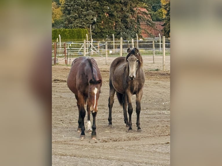 Mustang (canadees) Mix Merrie 2 Jaar 155 cm Buckskin in Kotzen