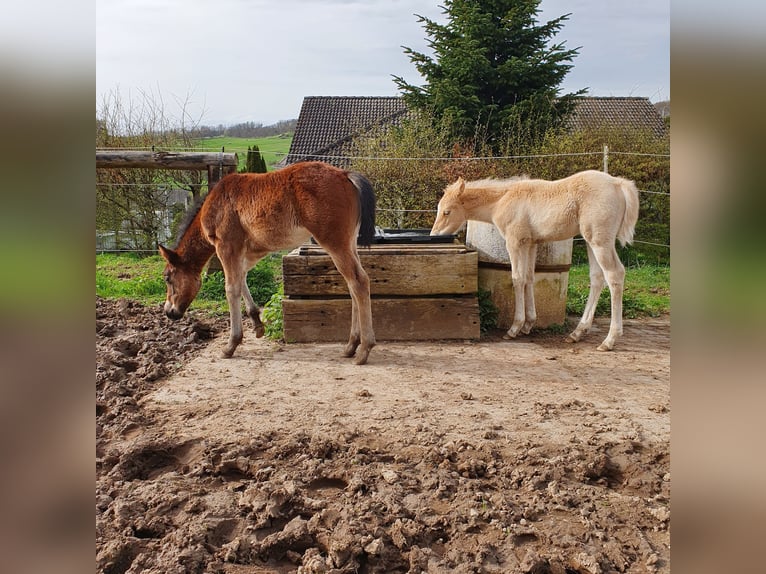 Mustang (canadees) Mix Merrie veulen (02/2024) 150 cm Bruin in Ötzingen