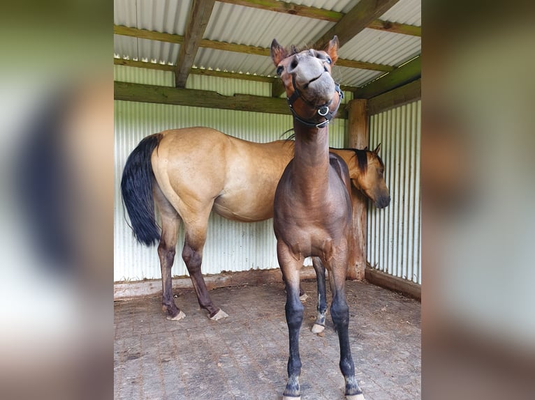 Mustang (canadees) Mix Merrie veulen (02/2024) 150 cm Bruin in Ötzingen