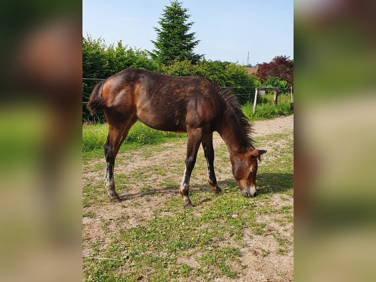 Mustang (canadees) Mix Merrie veulen (02/2024) 150 cm Bruin in Ötzingen