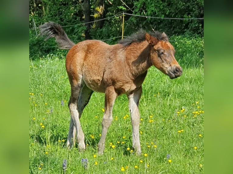 Mustang (canadees) Mix Merrie veulen (02/2024) 150 cm Bruin in Ötzingen