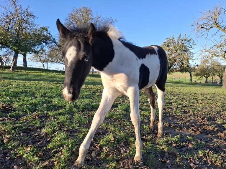 Mustang (canadees) Merrie veulen (08/2024) 155 cm Gevlekt-paard in Kupferzell