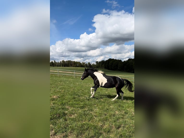 Mustang (canadees) Merrie veulen (08/2024) 155 cm Gevlekt-paard in Kupferzell