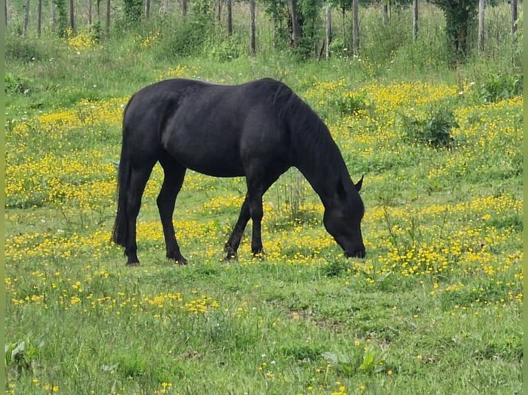 Mustang (canadees) Merrie veulen (08/2024) 155 cm Gevlekt-paard in Kupferzell