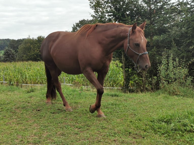 Mustang (canadese) Giumenta 12 Anni 153 cm Sauro scuro in Z&#xFC;rbach