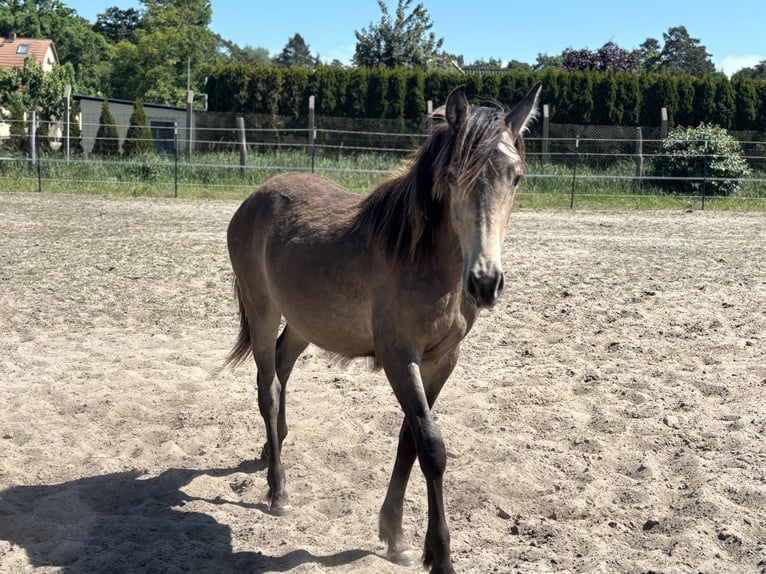 Mustang (canadese) Mix Giumenta 1 Anno 155 cm Pelle di daino in Kotzen