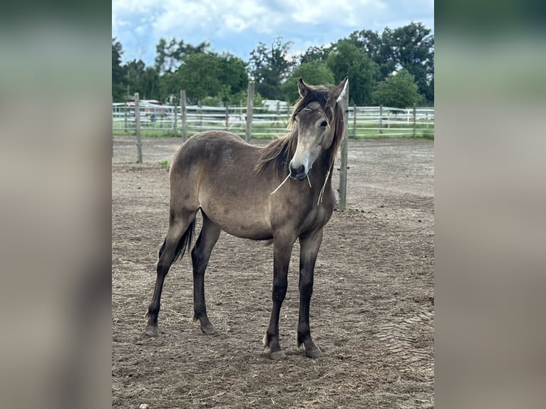 Mustang (canadese) Mix Giumenta 1 Anno 155 cm Pelle di daino in Kotzen