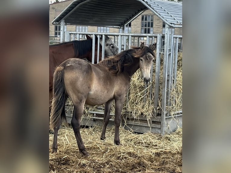 Mustang (canadese) Mix Giumenta 1 Anno 155 cm Pelle di daino in Kotzen