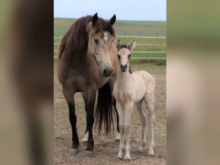 Mustang (canadese) Mix Giumenta 1 Anno 155 cm Pelle di daino in Kotzen