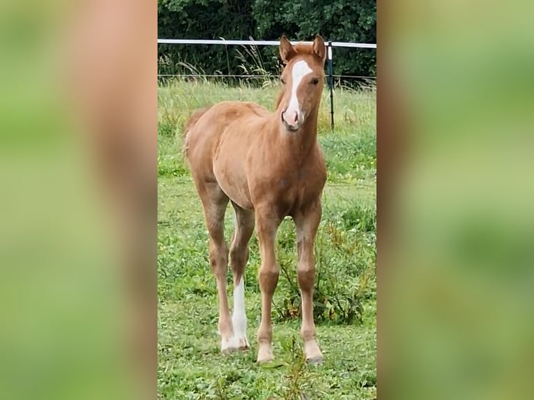 Mustang (canadese) Giumenta 1 Anno 155 cm Sauro in Maxsain