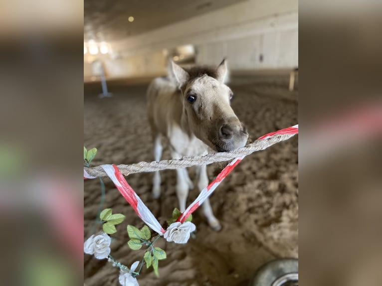 Mustang (canadese) Mix Giumenta 2 Anni 155 cm Pelle di daino in Kotzen