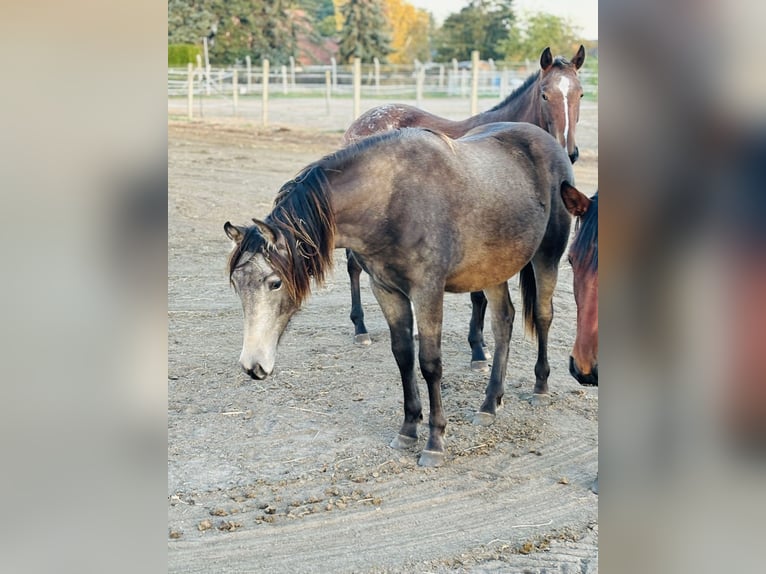 Mustang (canadese) Mix Giumenta 2 Anni 155 cm Pelle di daino in Kotzen