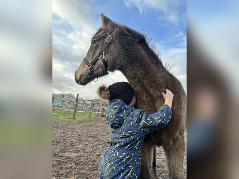 Mustang (canadese) Mix Giumenta 2 Anni 155 cm Pelle di daino in Kotzen