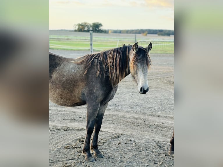 Mustang (canadese) Mix Giumenta 2 Anni 155 cm Pelle di daino in Kotzen