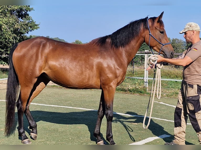 Mustang (canadese) Giumenta 3 Anni 157 cm Baio in Maxsain