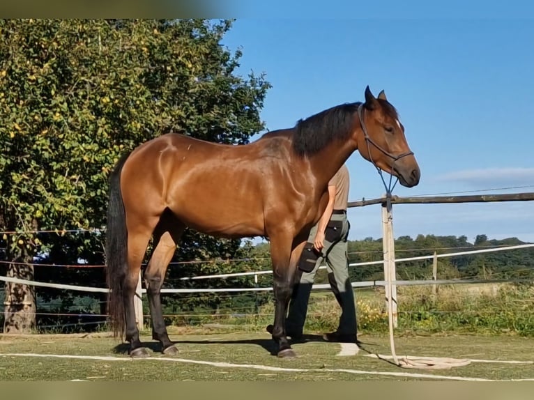 Mustang (canadese) Giumenta 3 Anni 157 cm Baio in Maxsain