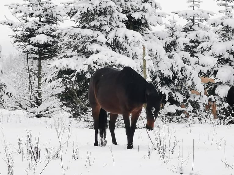 Mustang (canadese) Giumenta 8 Anni 157 cm Baio nero in Maxsain