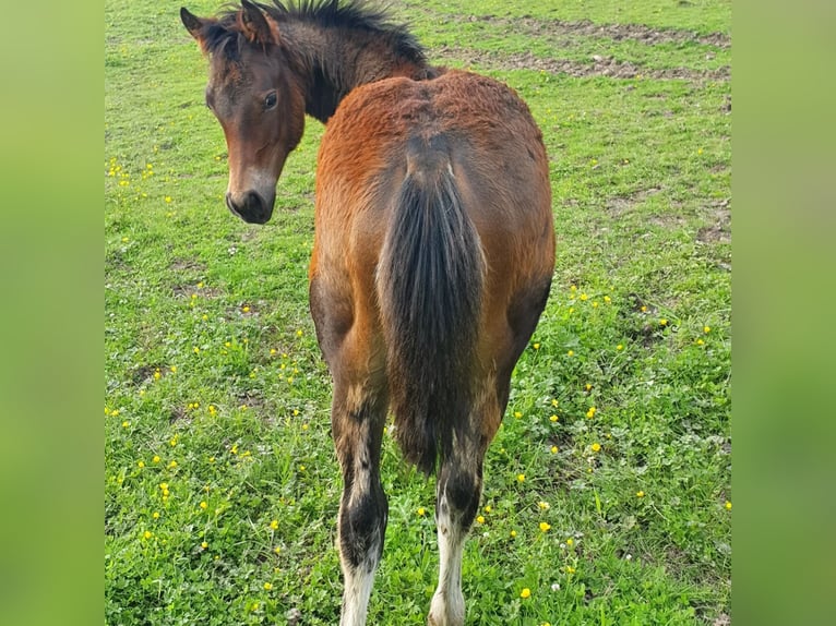 Mustang (canadese) Mix Giumenta Puledri
 (02/2024) 150 cm Baio in Ötzingen