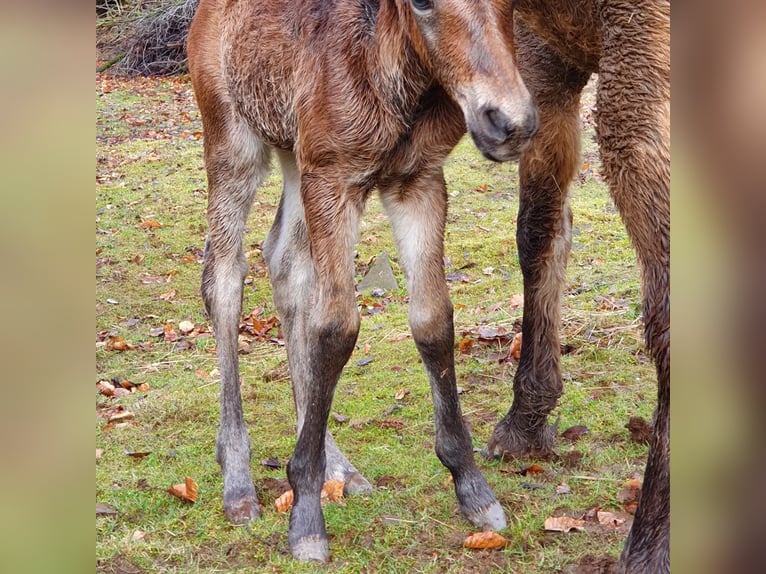 Mustang (canadese) Mix Giumenta Puledri
 (02/2024) 150 cm Baio in Ötzingen