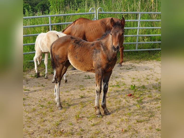 Mustang (canadese) Mix Giumenta Puledri
 (02/2024) 150 cm Baio in Ötzingen