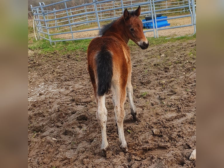 Mustang (canadese) Mix Giumenta Puledri
 (02/2024) 150 cm Baio in Ötzingen