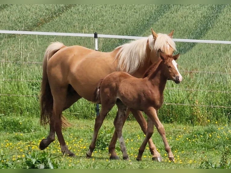 Mustang (canadese) Giumenta Puledri
 (04/2024) 155 cm Sauro in Maxsain